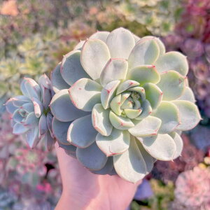 A  c Vi V _ ϗtA CeA O[ GPxA Z_ AGI