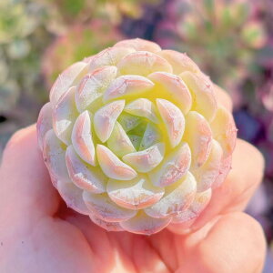 A zCgXm[ V _ ϗtA CeA O[ GPxA Z_ AGI