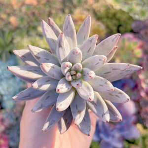 A  V _ ϗtA CeA O[ GPxA Z_ AGI