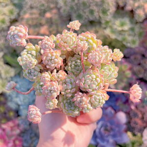 A Ou[Txu[~j} Q V _ ϗtA CeA O[ GPxA Z_ AGI