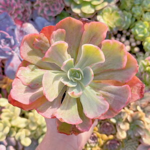 A fBbNCg V _ ϗtA CeA O[ GPxA Z_ AGI