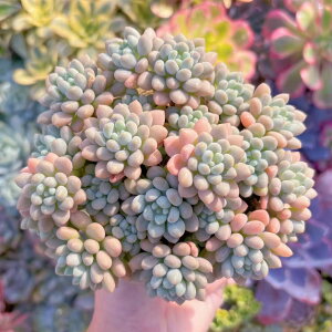 A LrA Q V _ ϗtA CeA O[ GPxA Z_ AGI