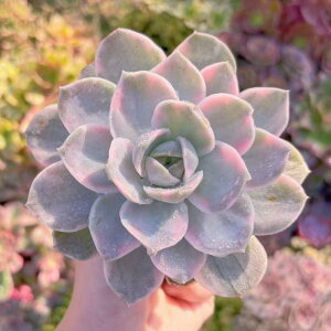 A u[[YxO V _ ϗtA CeA O[ GPxA Z_ AGI