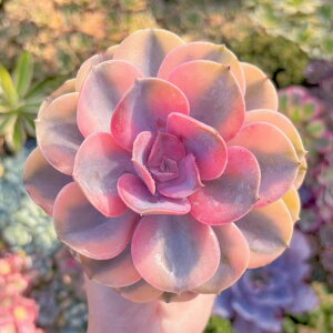 A C{[ V _ ϗtA CeA O[ GPxA Z_ AGI