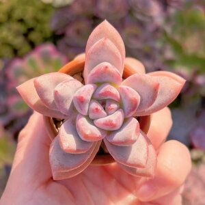 A Vi t(C`E) V _ ϗtA CeA O[ GPxA Z_ AGI