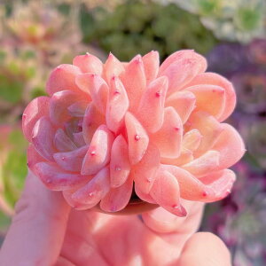 A Vi l(ӂт) V _ ϗtA CeA O[ GPxA Z_ AGI