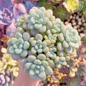 A Vi ۂ Q V _ ϗtA CeA O[ GPxA Z_ AGI