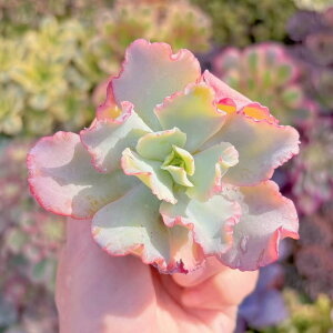 A ANGAX V _ ϗtA CeA O[ GPxA Z_ AGI