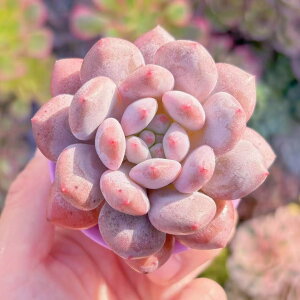 A Vi 渐(傤) V _ ϗtA CeA O[ GPxA Z_ AGI