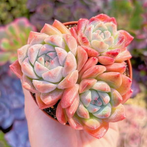 A Aor[eB[(3) V _ ϗtA CeA O[ GPxA Z_ AGI