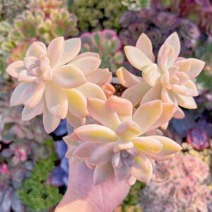 A W(3)qt V _ ϗtA CeA O[ GPxA Z_ AGI