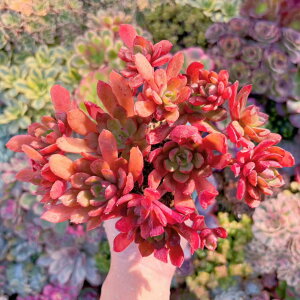 A g̗ V _ ϗtA CeA O[ GPxA Z_ AGI