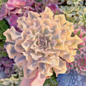 A Vt c ݌ɋ͏ V _ ϗtA CeA O[ GPxA Z_ AGI