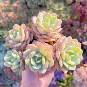 A ⍁ Q V _ ϗtA CeA O[ GPxA Z_ AGI