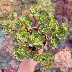 A Greenoviaԃ[Y(ォ[Y) Q V _ ϗtA CeA O[ GPxA Z_ AGI