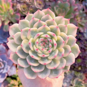 A `GVX c V _ ϗtA CeA O[ GPxA Z_ AGI