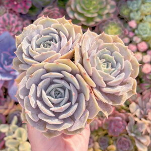 A [(3) Q V _ ϗtA CeA O[ GPxA Z_ AGI