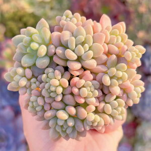 A RR(12) V _ ϗtA CeA O[ GPxA Z_ AGI