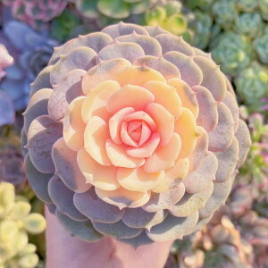 A sN[ c V _ ϗtA CeA O[ GPxA Z_ AGI