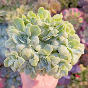 A bubble skirt Q V _ ϗtA CeA O[ GPxA Z_ AGI