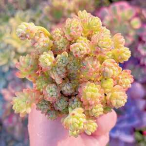 A Flower Group Variegata(20) V _ ϗtA CeA O[ GPxA Z_ AGI