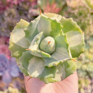 A ܗ_ V _ ϗtA CeA O[ GPxA Z_ AGI