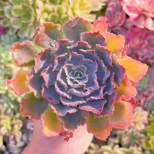 A VrAi V _ ϗtA CeA O[ GPxA Z_ AGI