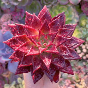 A Ir V _ ϗtA CeA O[ GPxA Z_ AGI