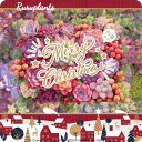 ＜★雪降るる★ホーリーナイト15苗セット★＞るる農園 数量限定 ホリデー限定 多肉植物 初心者向け 新入荷 観葉植物 インテリア グリーン エケベリア セダム アエオ