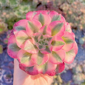 A At_CeB V _ ϗtA CeA O[ GPxA Z_ AGI