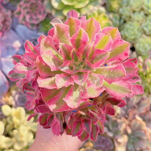 A P Q V _ ϗtA CeA O[ GPxA Z_ AGI