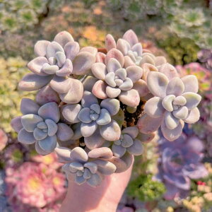 A GC(8) V _ ϗtA CeA O[ GPxA Z_ AGI