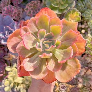 A fBbNCg V _ ϗtA CeA O[ GPxA Z_ AGI