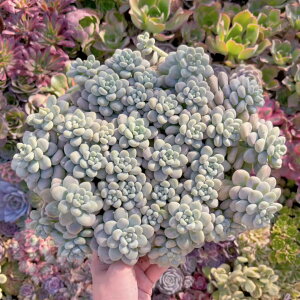 uv}JxRR#547 Q zIȊ A _ ϗtA CeA O[ GPxA Z_ AGI