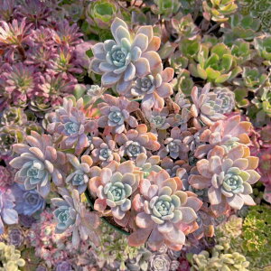 uvEx_#A020 Q c A _ ϗtA CeA O[ GPxA Z_ AGI