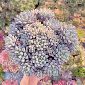 uvXSl#A044 Q ݌ɋ͏ A _ ϗtA CeA O[ GPxA Z_ AGI