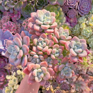 uv}J#783 Q A _ ϗtA CeA O[ GPxA Z_ AGI