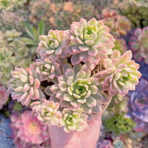 A }bRX6 Q V _ ϗtA CeA O[ GPxA Z_ AGI