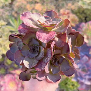 A [Y Q V _ ϗtA CeA O[ GPxA Z_ AGI