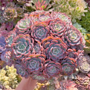 uvR#K033 Q A _ ϗtA CeA O[ GPxA Z_ AGI