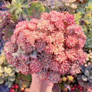 �u�����v������#541 ����Q�� �V���� �����A�� ���_�� �ϗt�A�� �C���e���A �O���[�� �G�P�x���A �Z�_�� �A�G�I