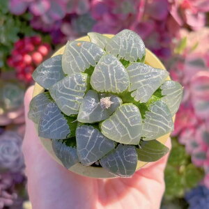 �����A�� ���e�� �V���� ���_�� �ϗt�A�� �C���e���A �O���[�� �G�P�x���A �Z�_�� �A�G�I