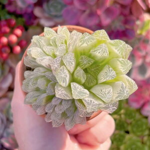 �����A�� Haworthia cooperi cv. variegata �Q�� �V���� ���_�� �ϗt�A�� �C���e���A �O���[�� �G�P�x���A �Z�_�� �A�G�I