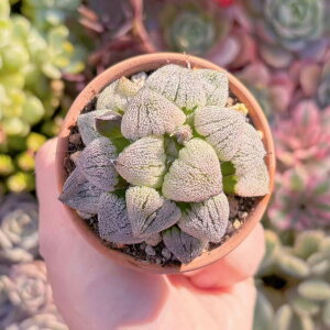 A ̗ V _ ϗtA CeA O[ GPxA Z_ AGI