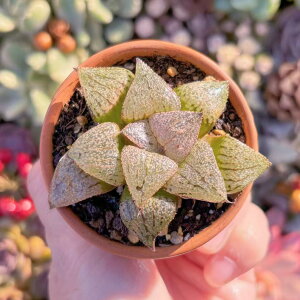 A Ő V _ ϗtA CeA O[ GPxA Z_ AGI