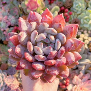 �����A�� ���� ��c �V�i�� �V���� ���_�� �ϗt�A�� �C���e���A �O���[�� �G�P�x���A �Z�_�� �A�G�I