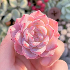 �����A�� ���g�X(���炫��) �V�i�� �V���� ���_�� �ϗt�A�� �C���e���A �O���[�� �G�P�x���A �Z�_�� �A�G�I