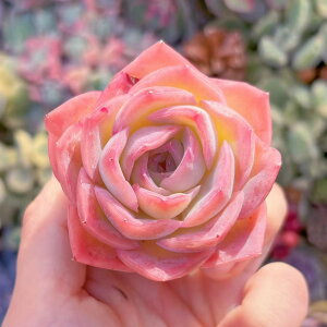 �����A�� �ԐS�P(�͂Ȃ�����Ђ�) �V�i�� �V���� ���_�� �ϗt�A�� �C���e���A �O���[�� �G�P�x���A �Z�_�� �A�G�I