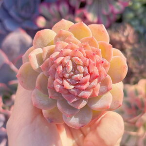 �����A�� �V�i�� ?����(���񂶂�����) �V���� ���_�� �ϗt�A�� �C���e���A �O���[�� �G�P�x���A �Z�_�� �A�G�I