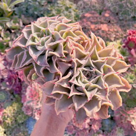 多肉植物 マディバ 特大群生 新入荷 るる農園 観葉植物 インテリア グリーン エケベリア セダム アエオ